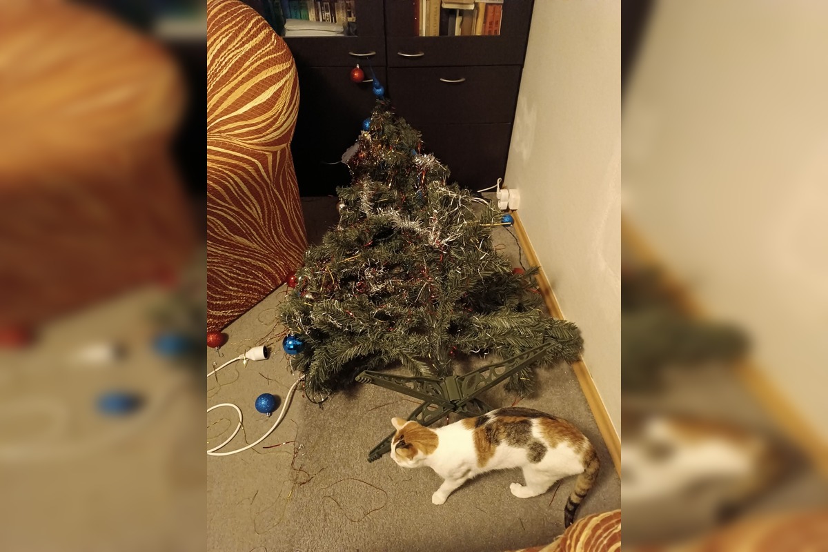 FOTO: Vianočný stromček vs. mačky, foto 3