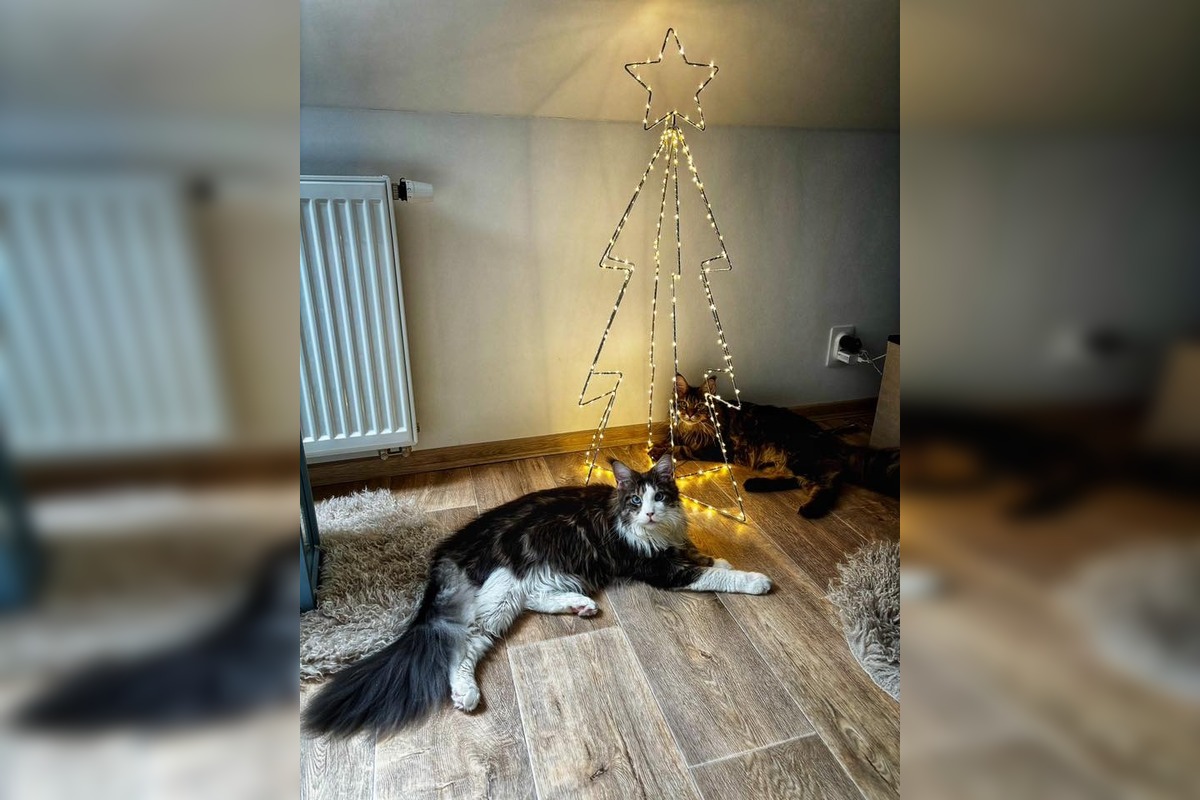 FOTO: Vianočný stromček vs. mačky, foto 4