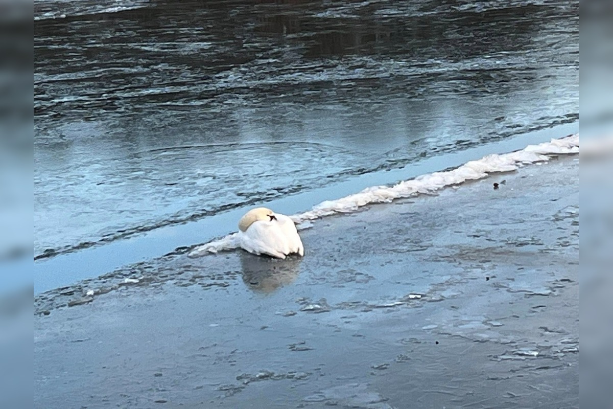 FOTO: Obyvateľ Gbelov vyslobodil zamrznutú labuť, foto 1