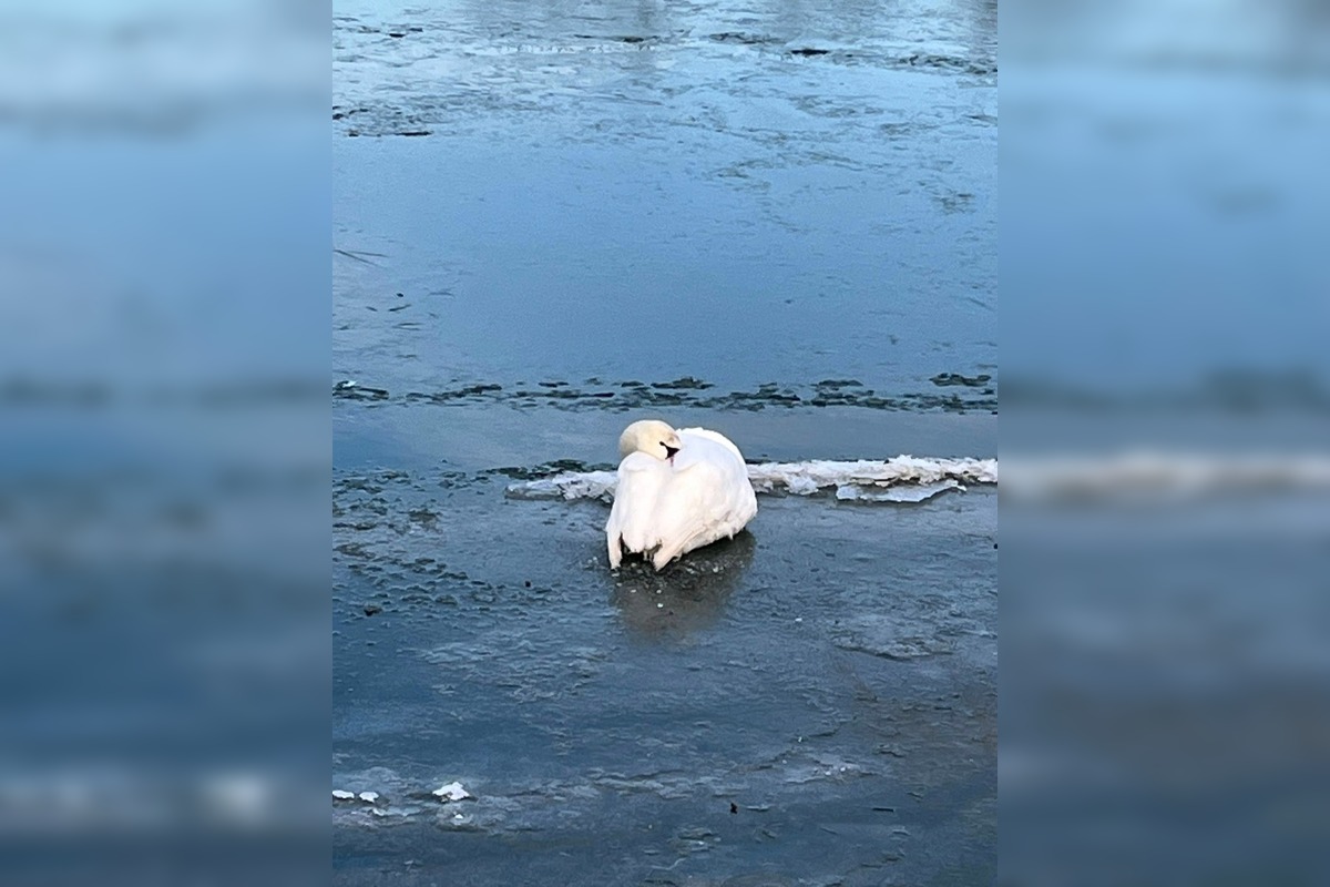 FOTO: Obyvateľ Gbelov vyslobodil zamrznutú labuť, foto 2