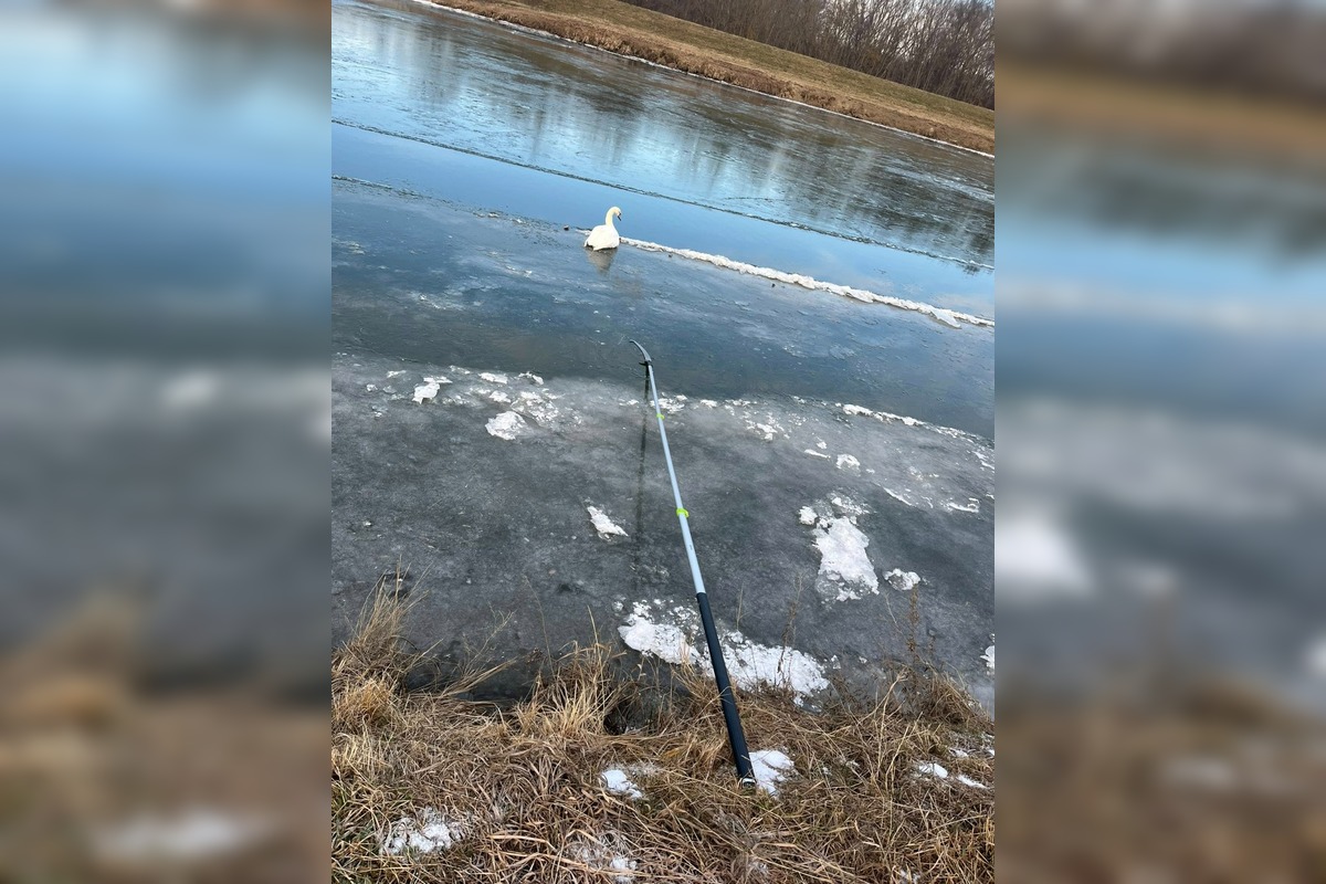 FOTO: Obyvateľ Gbelov vyslobodil zamrznutú labuť, foto 3