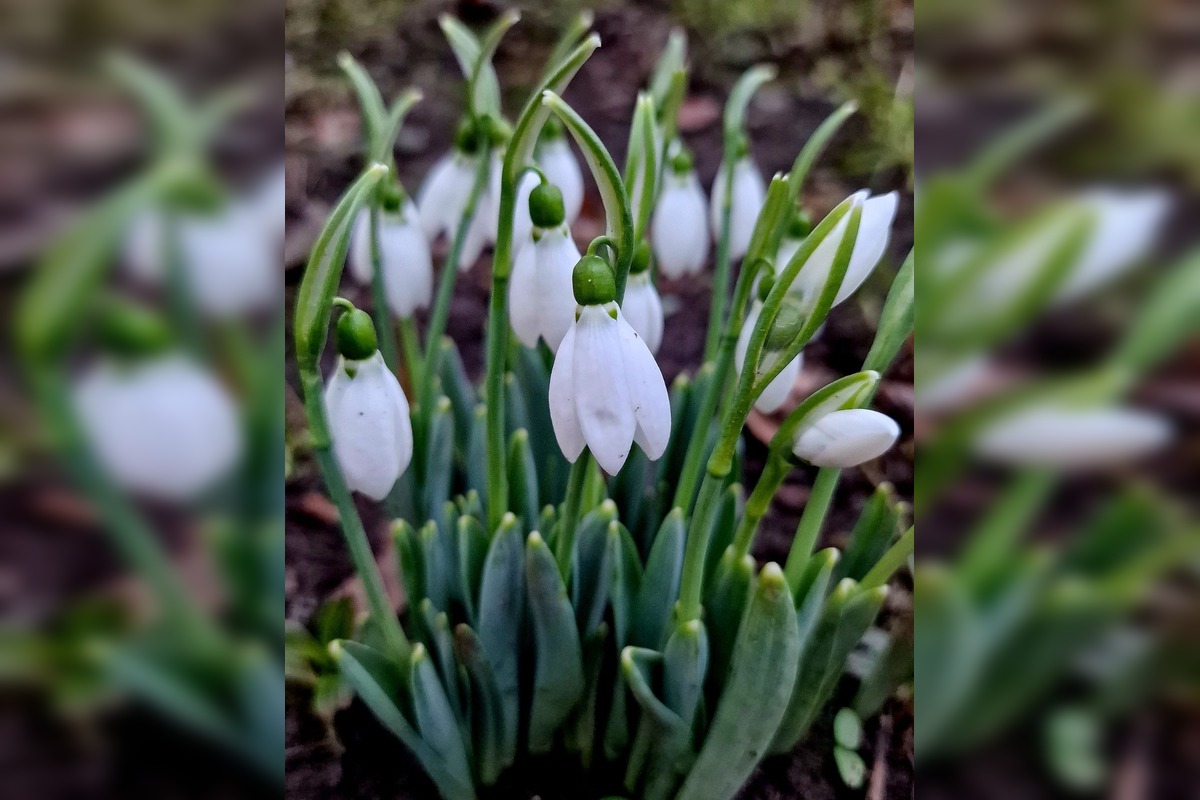 FOTO: V Trnave už začínajú kvitnúť snežienky, foto 1