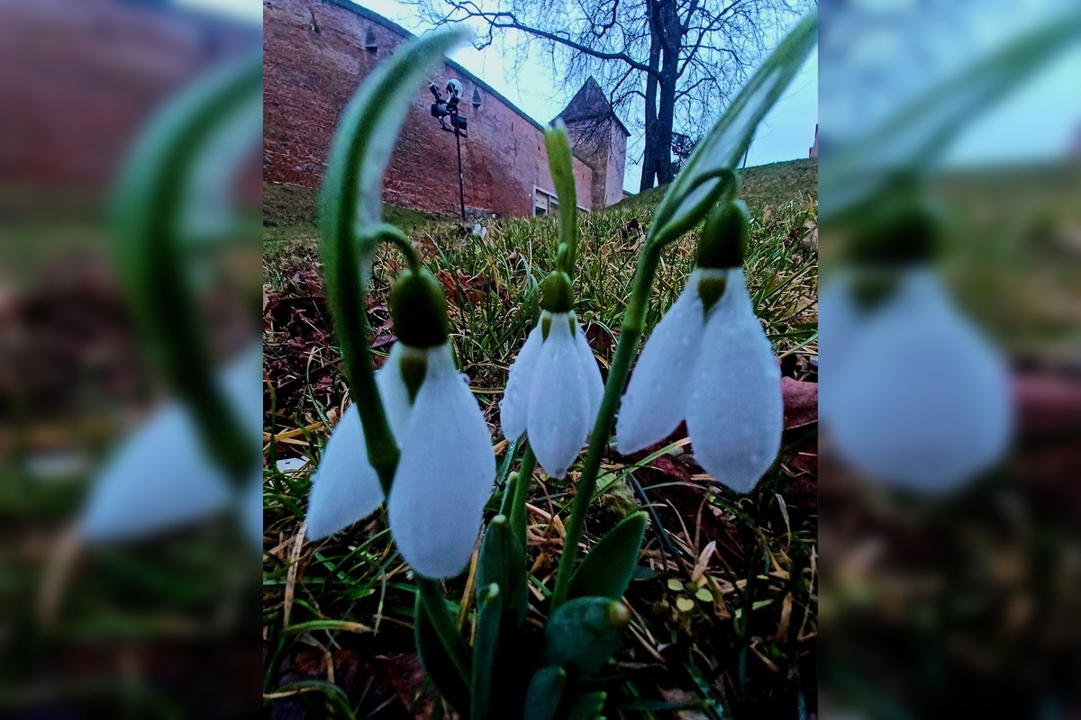 FOTO: V Trnave už začínajú kvitnúť snežienky, foto 2