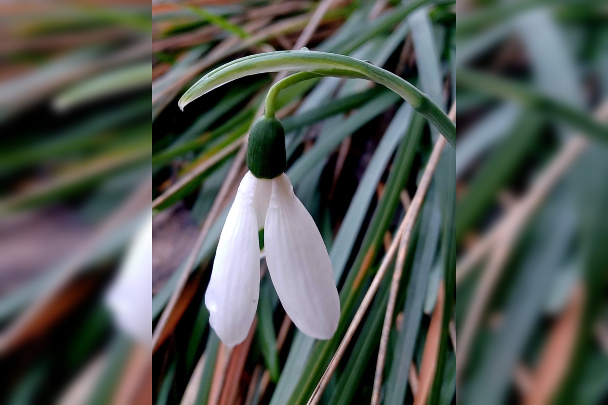 FOTO: V Trnave už začínajú kvitnúť snežienky, foto 3