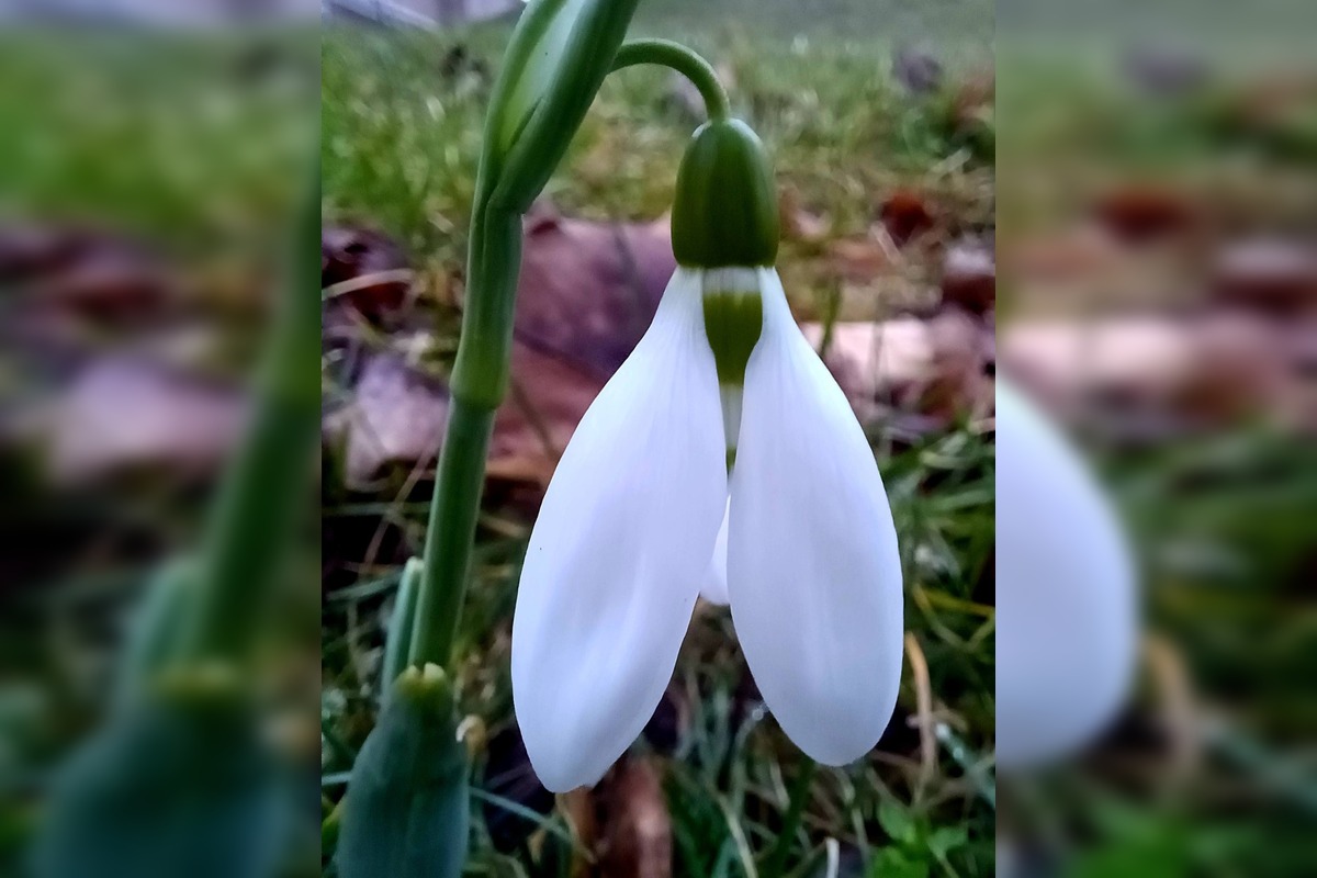 FOTO: V Trnave už začínajú kvitnúť snežienky, foto 4