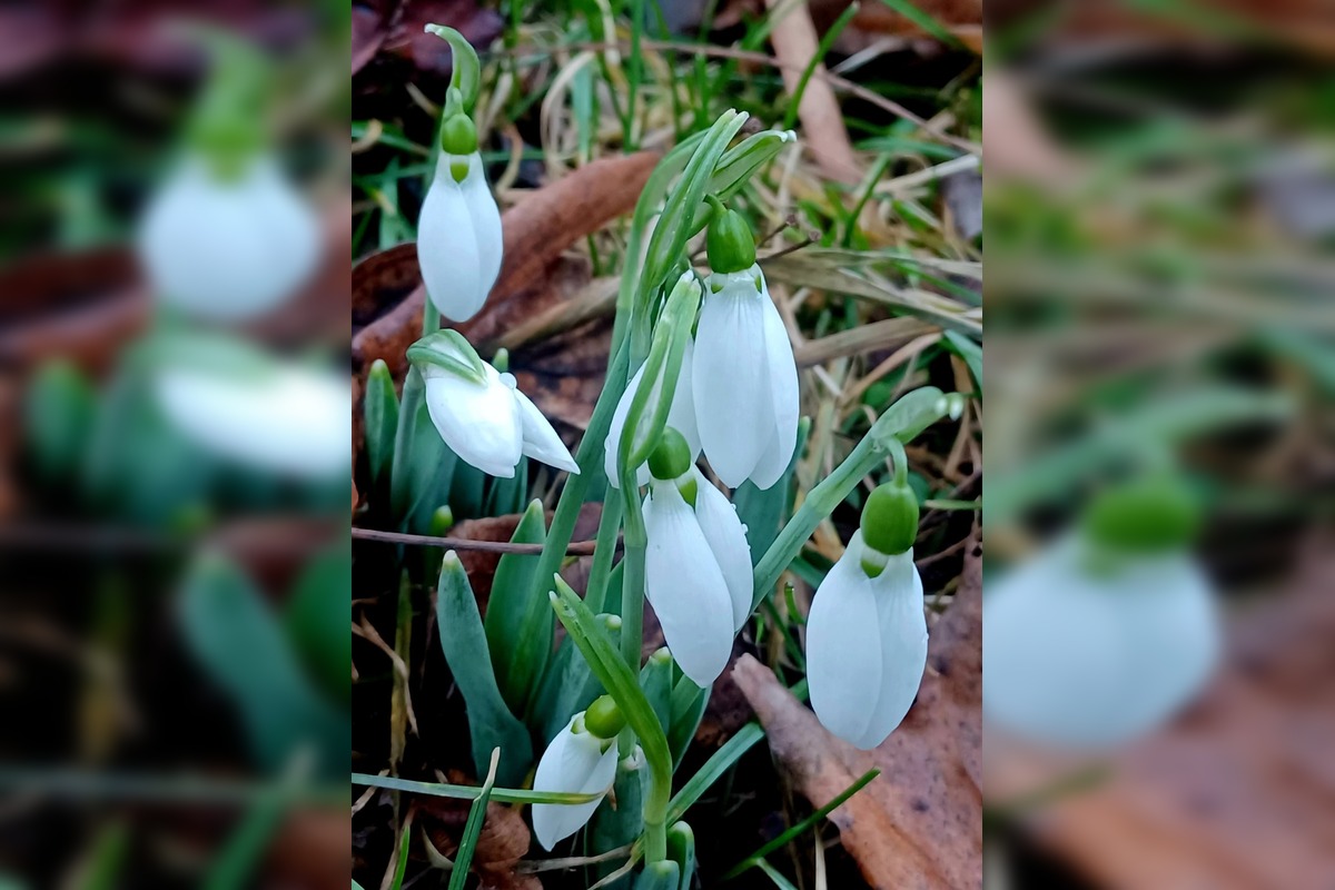 FOTO: V Trnave už začínajú kvitnúť snežienky, foto 5