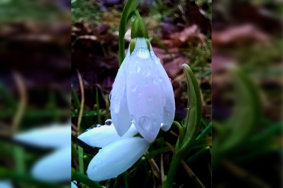 FOTO: V Trnave už začínajú kvitnúť snežienky, foto 6