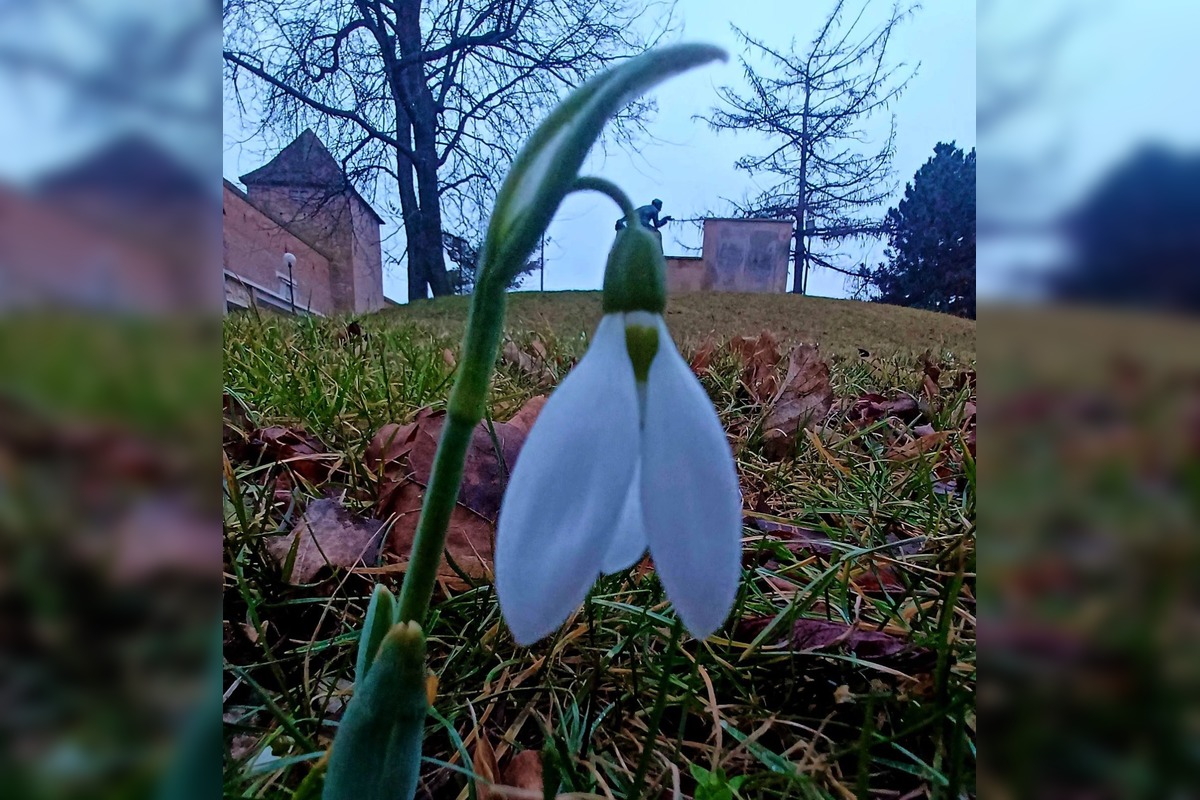 FOTO: V Trnave už začínajú kvitnúť snežienky, foto 7