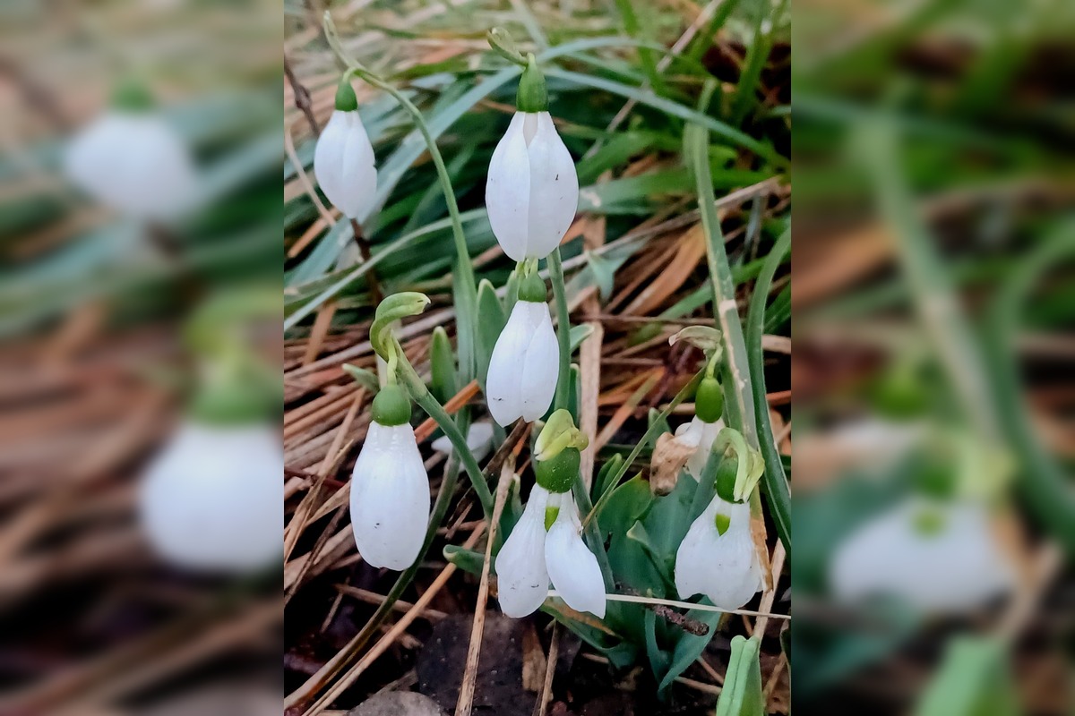 FOTO: V Trnave už začínajú kvitnúť snežienky, foto 8