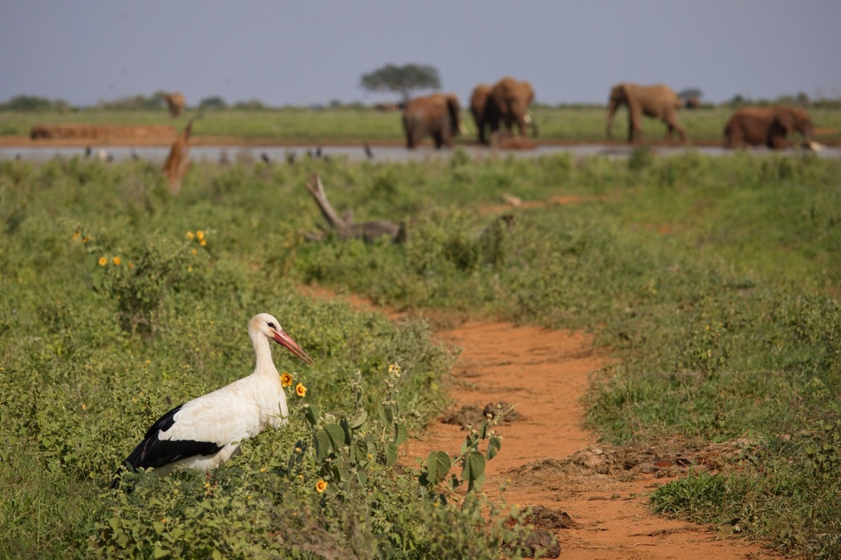 FOTO: Ornitológovia upozorňujú pred krutým osudom bocianov v Afrike, foto 4