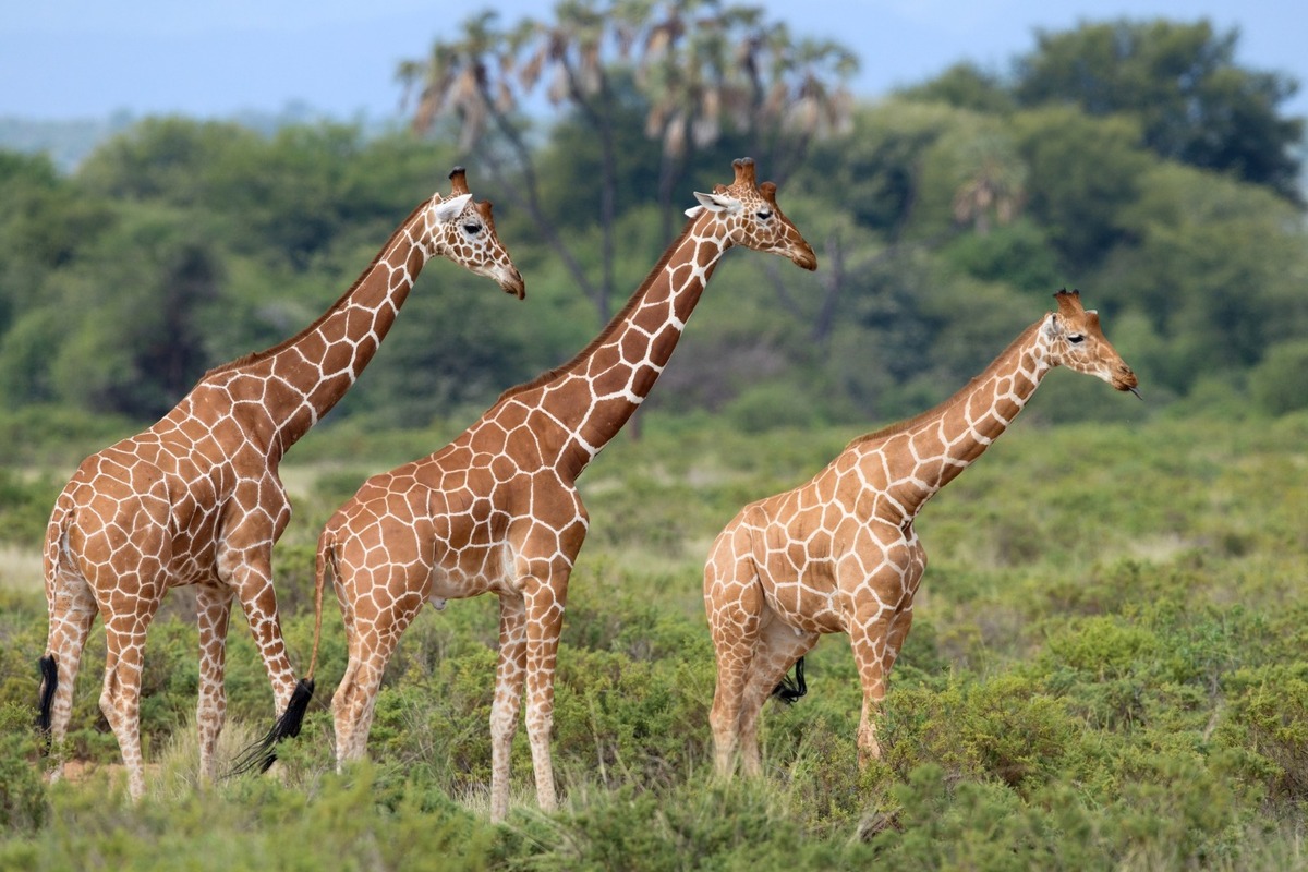 FOTO: Ornitológovia upozorňujú pred krutým osudom bocianov v Afrike, foto 5