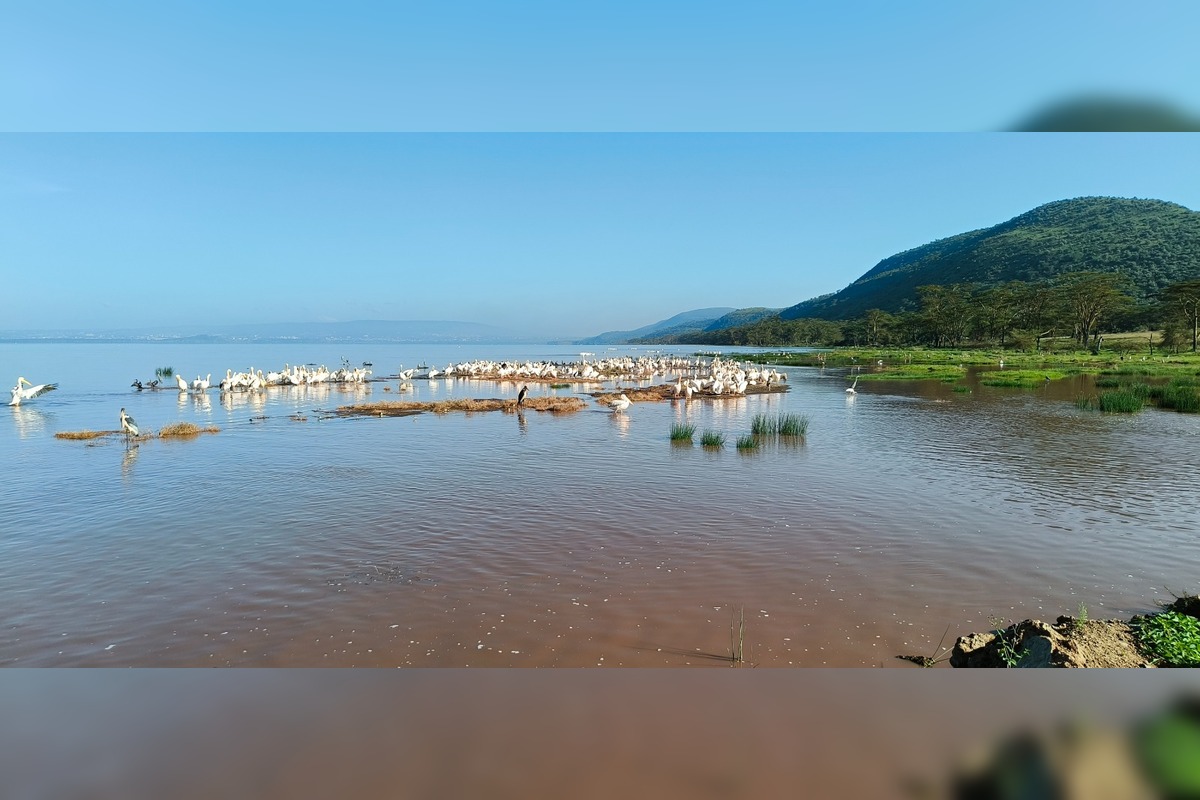 FOTO: Ornitológovia upozorňujú pred krutým osudom bocianov v Afrike, foto 7