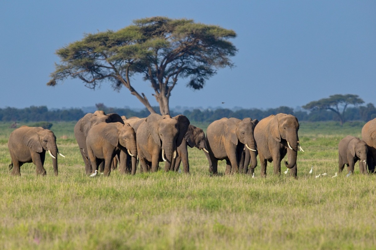 FOTO: Ornitológovia upozorňujú pred krutým osudom bocianov v Afrike, foto 8