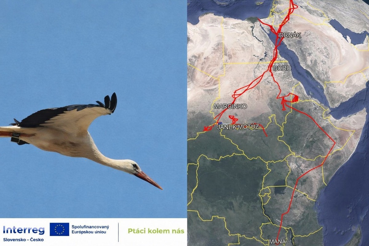 FOTO: Ornitológovia upozorňujú pred krutým osudom bocianov v Afrike, foto 10