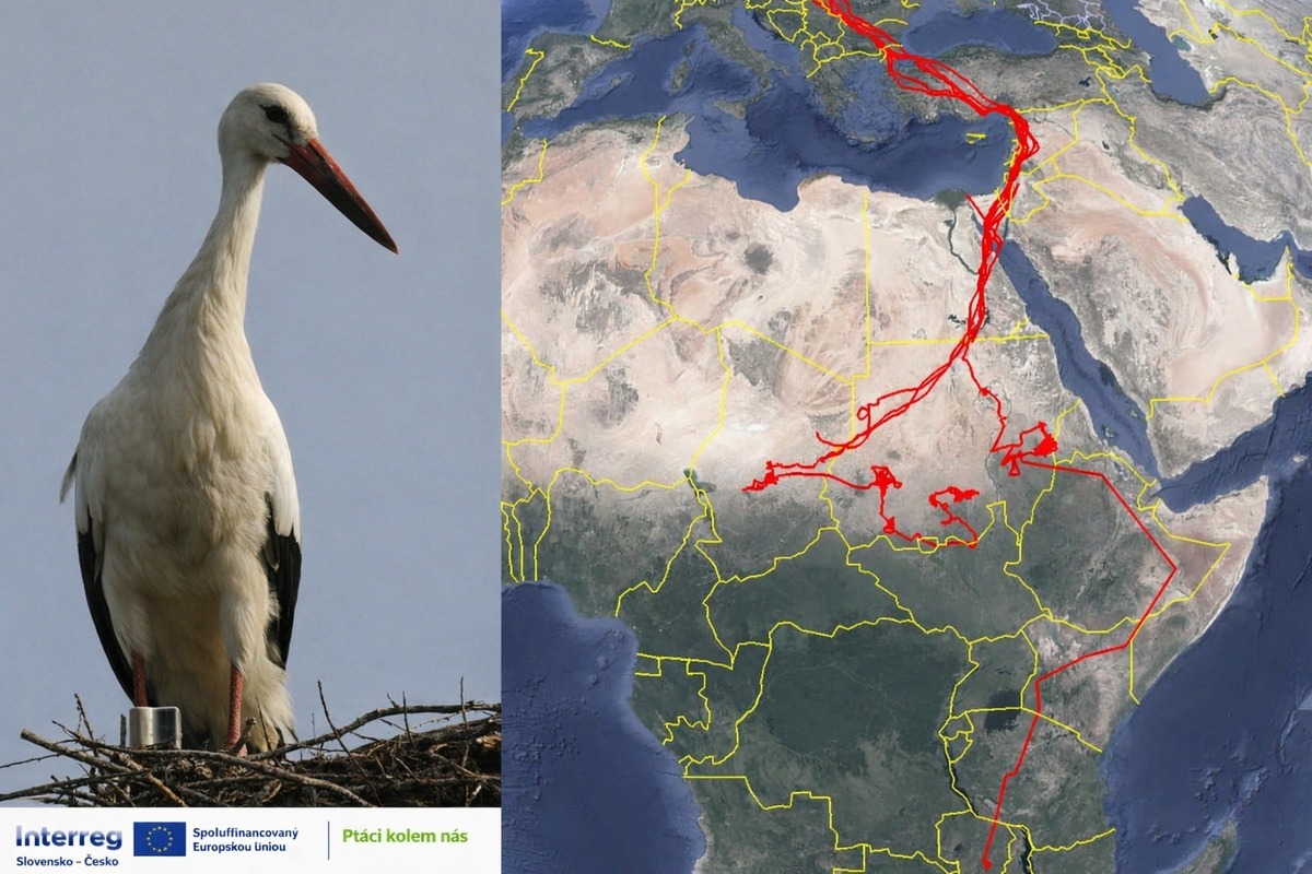 FOTO: Ornitológovia upozorňujú pred krutým osudom bocianov v Afrike, foto 11