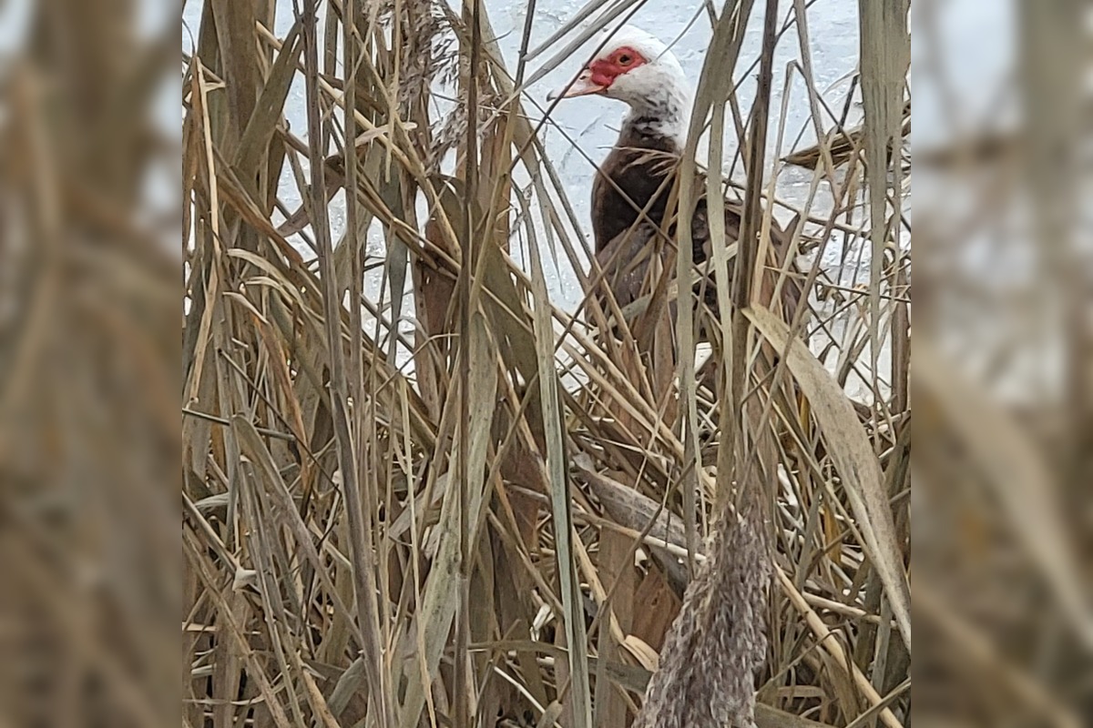 FOTO: Osamelý káčer z Dolného Štálu zmizol, foto 1