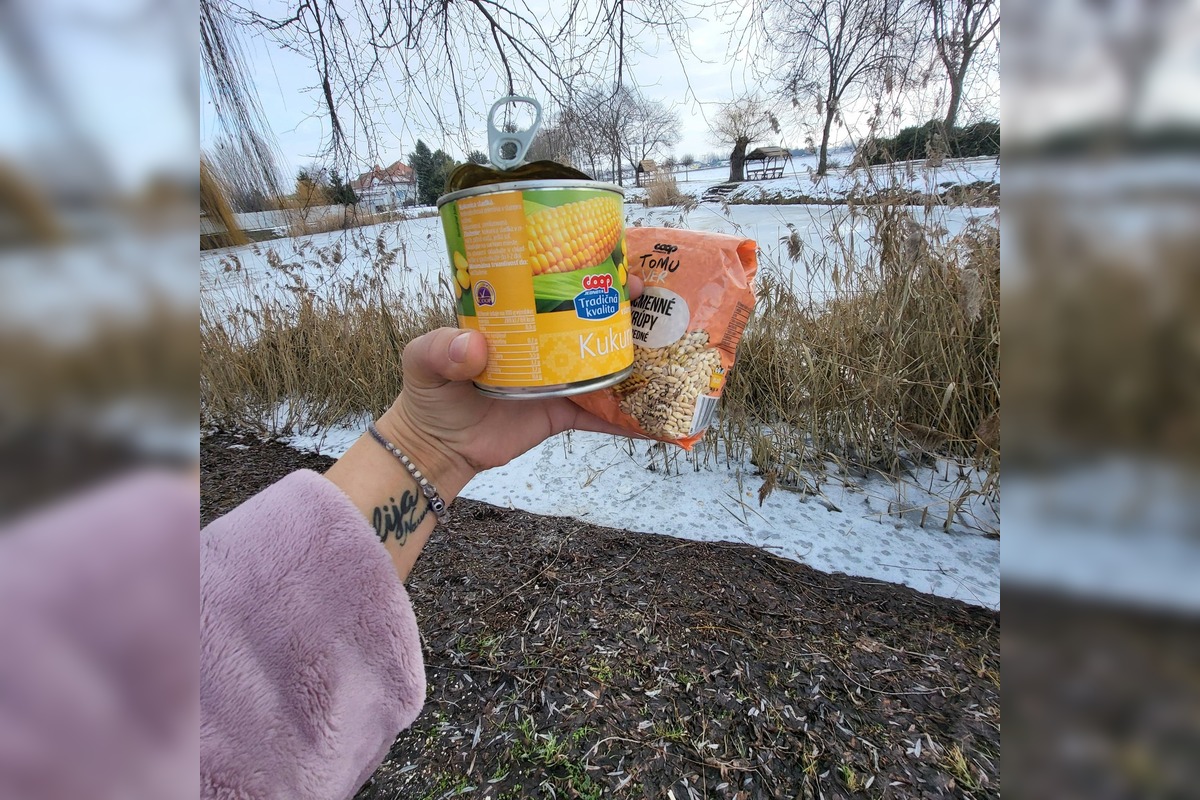 FOTO: Osamelý káčer z Dolného Štálu zmizol, foto 2