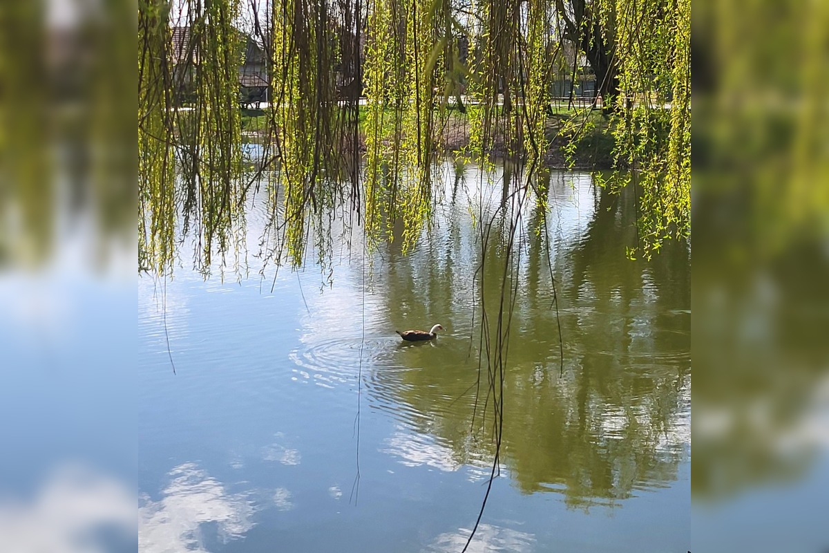 FOTO: Osamelý káčer z Dolného Štálu zmizol, foto 3