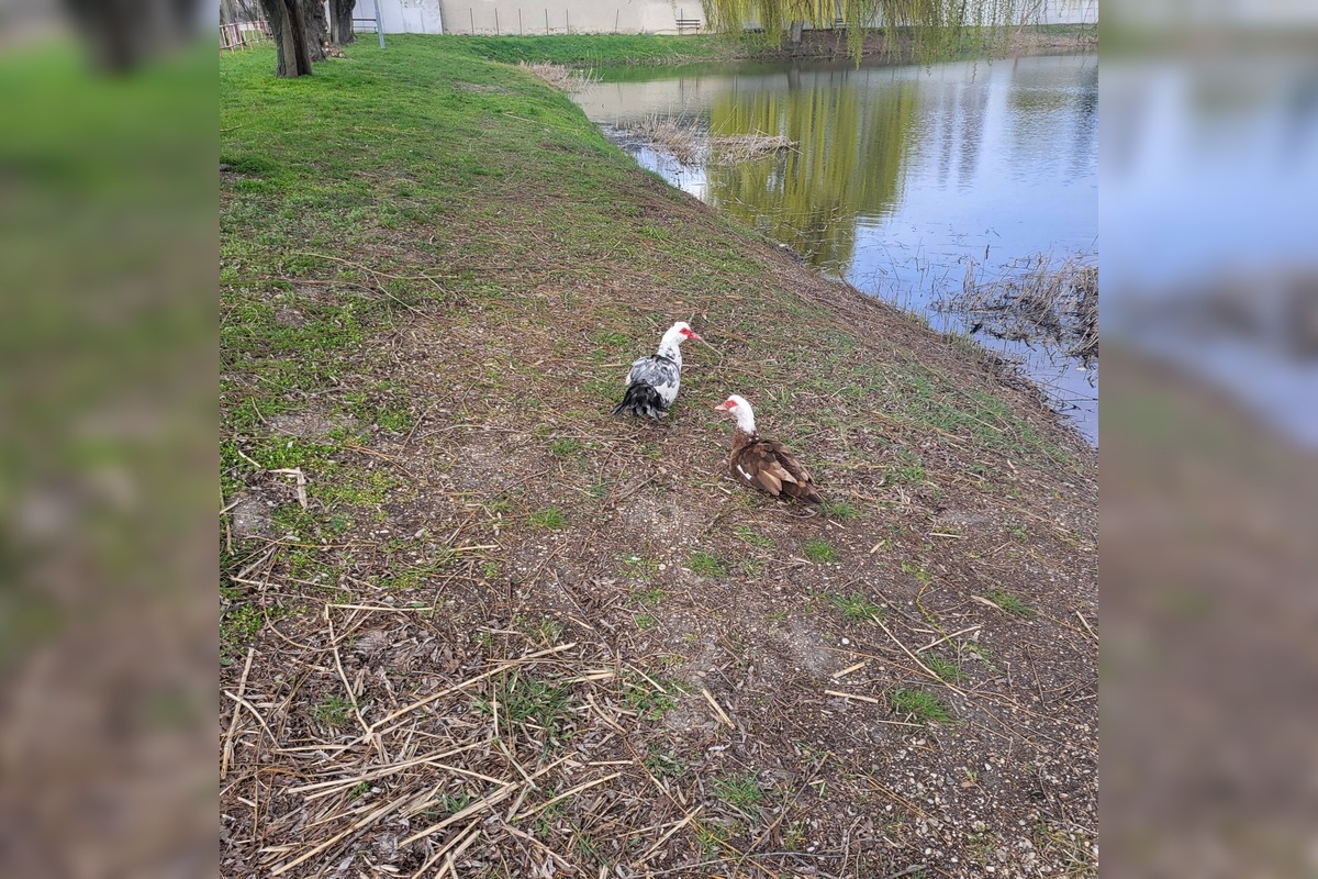 FOTO: Osamelý káčer z Dolného Štálu zmizol, foto 4