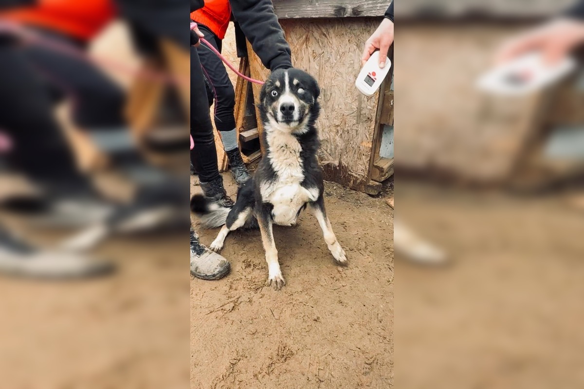 FOTO: Štátna veterinárna správa zasiahla proti chovateľke na Záhorí, foto 1