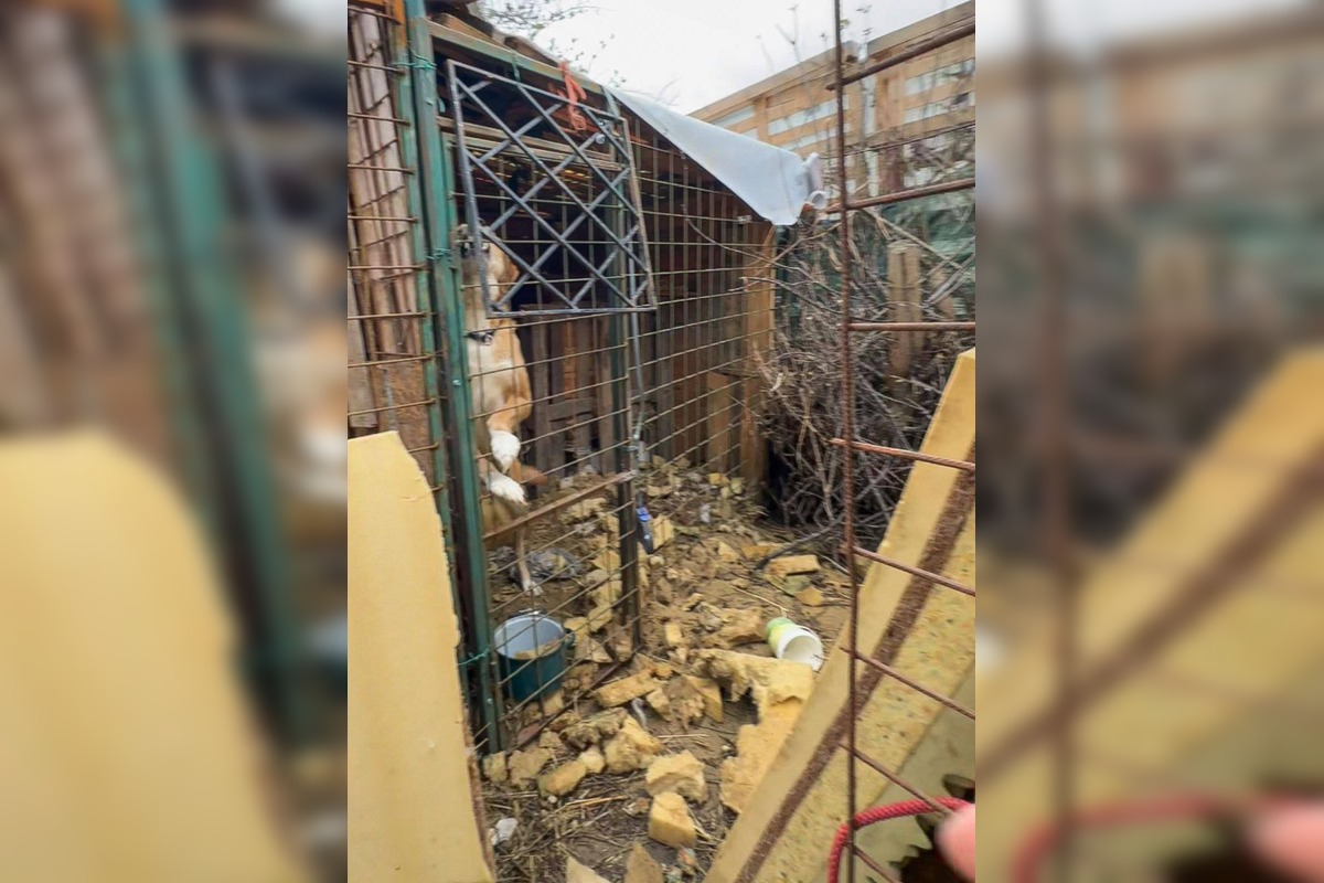 FOTO: Štátna veterinárna správa zasiahla proti chovateľke na Záhorí, foto 3