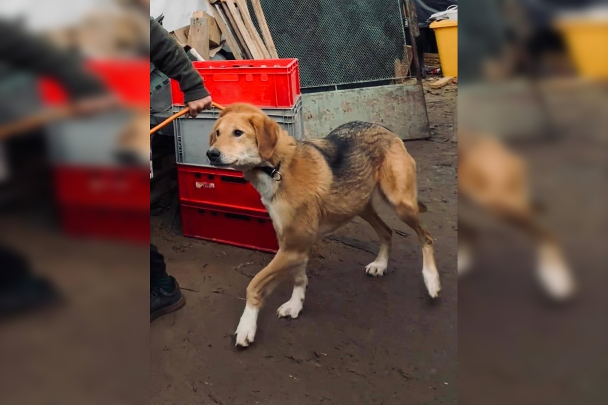 FOTO: Štátna veterinárna správa zasiahla proti chovateľke na Záhorí, foto 7