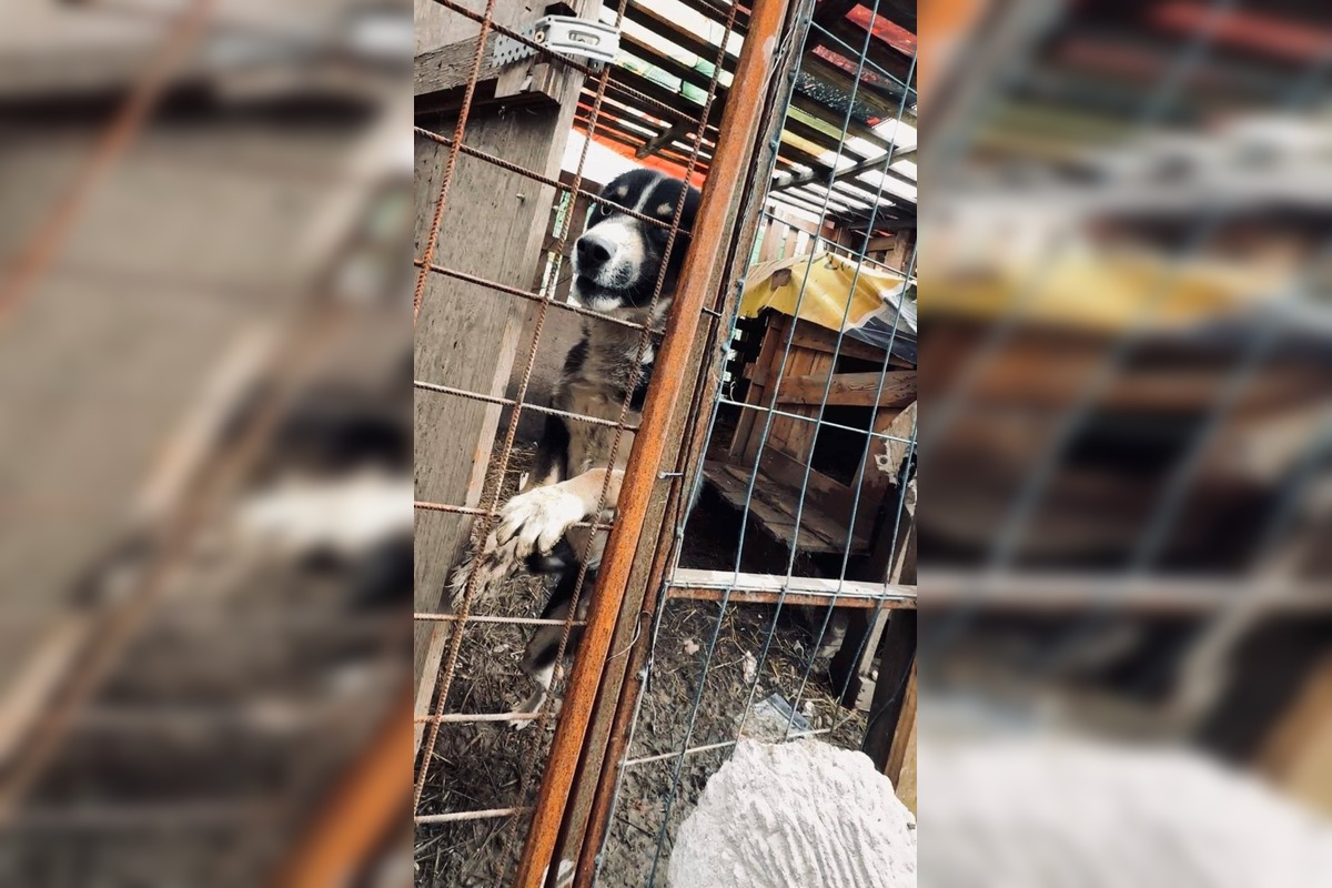 FOTO: Štátna veterinárna správa zasiahla proti chovateľke na Záhorí, foto 10