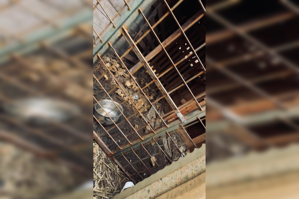 FOTO: Štátna veterinárna správa zasiahla proti chovateľke na Záhorí, foto 12