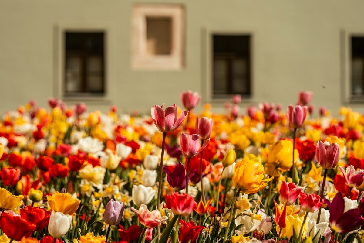 FOTO: Najpestrejší záhon na Slovensku je v Trnave, foto 1