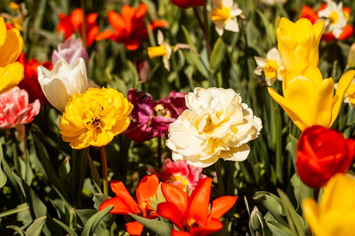 FOTO: Najpestrejší záhon na Slovensku je v Trnave, foto 2