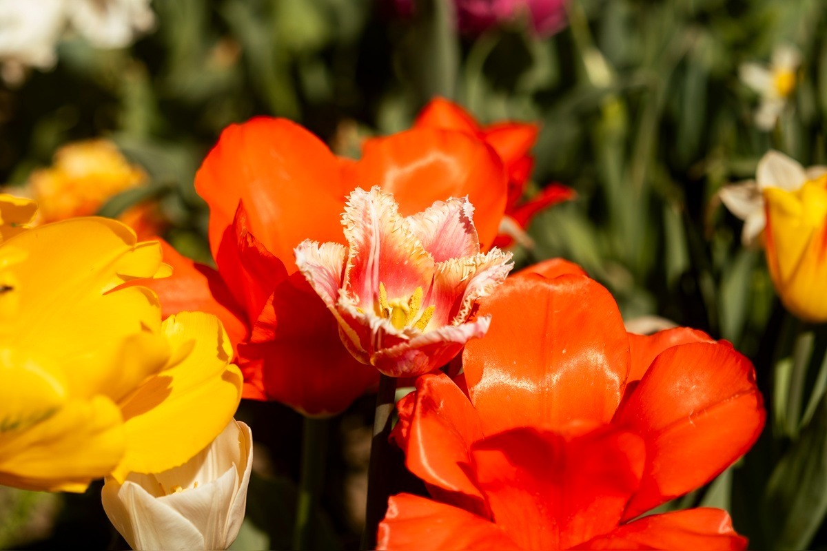 FOTO: Najpestrejší záhon na Slovensku je v Trnave, foto 3