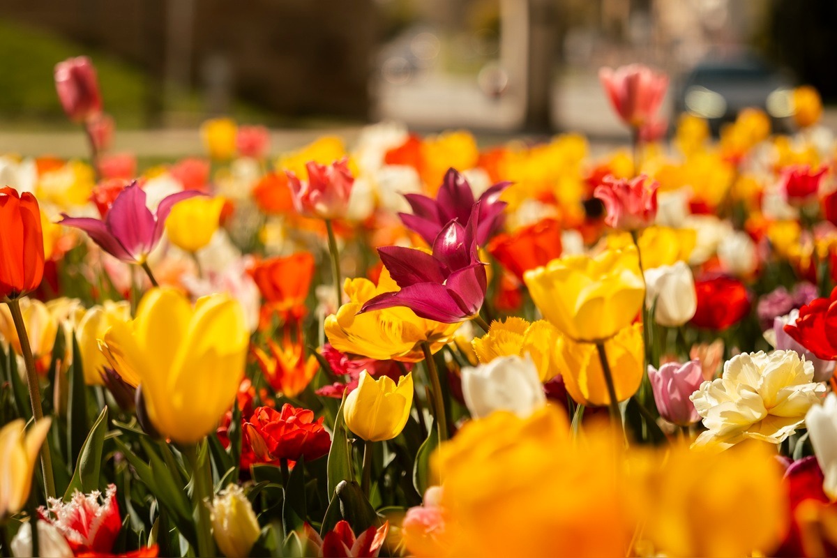 FOTO: Najpestrejší záhon na Slovensku je v Trnave, foto 4