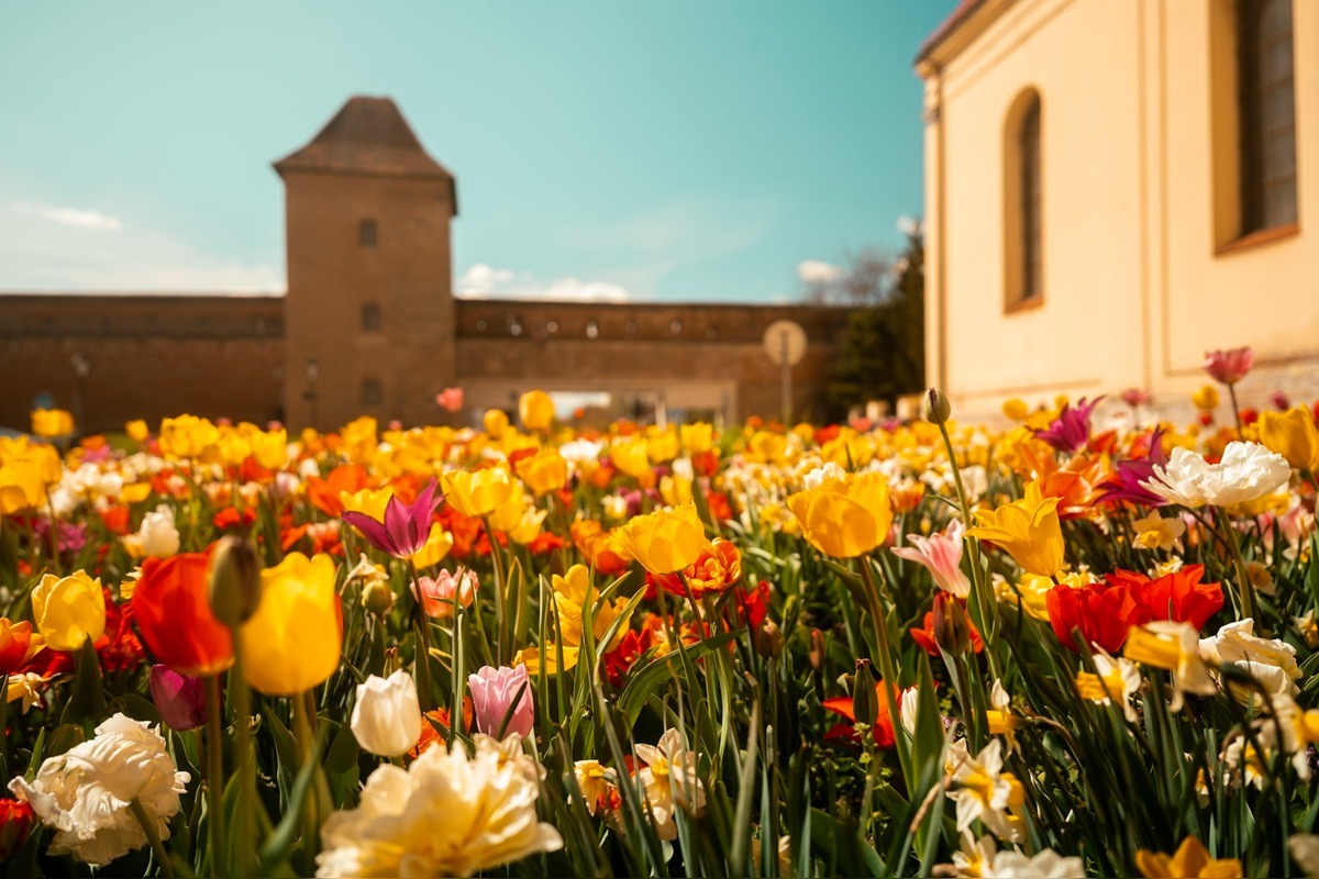 FOTO: Najpestrejší záhon na Slovensku je v Trnave, foto 5