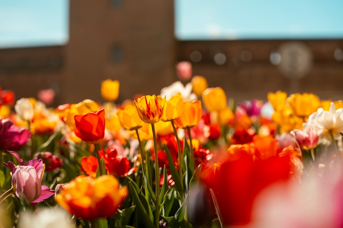 FOTO: Najpestrejší záhon na Slovensku je v Trnave, foto 6