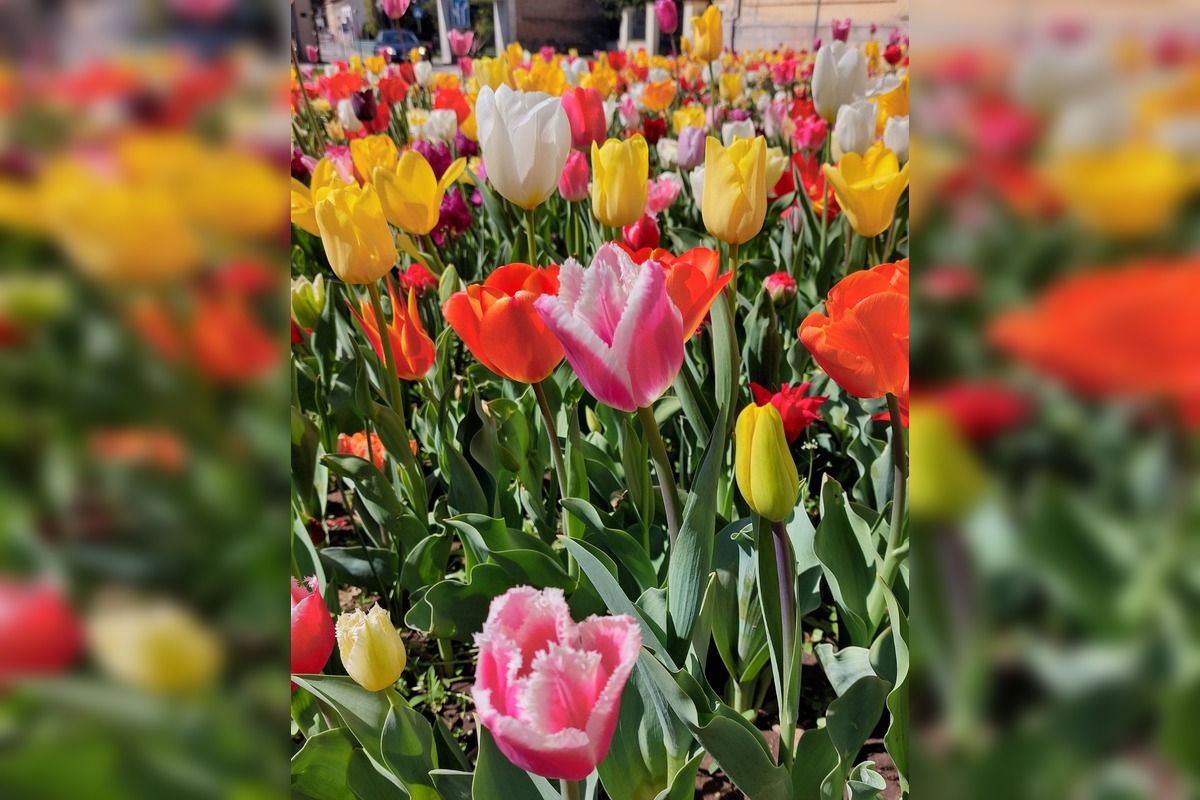 FOTO: Najpestrejší záhon na Slovensku je v Trnave, foto 7