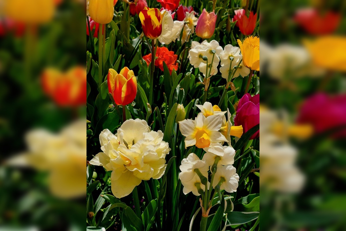 FOTO: Najpestrejší záhon na Slovensku je v Trnave, foto 8