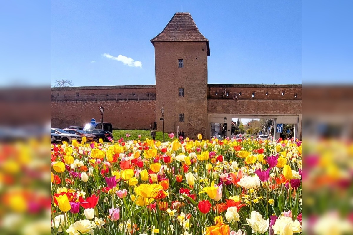 FOTO: Najpestrejší záhon na Slovensku je v Trnave, foto 10