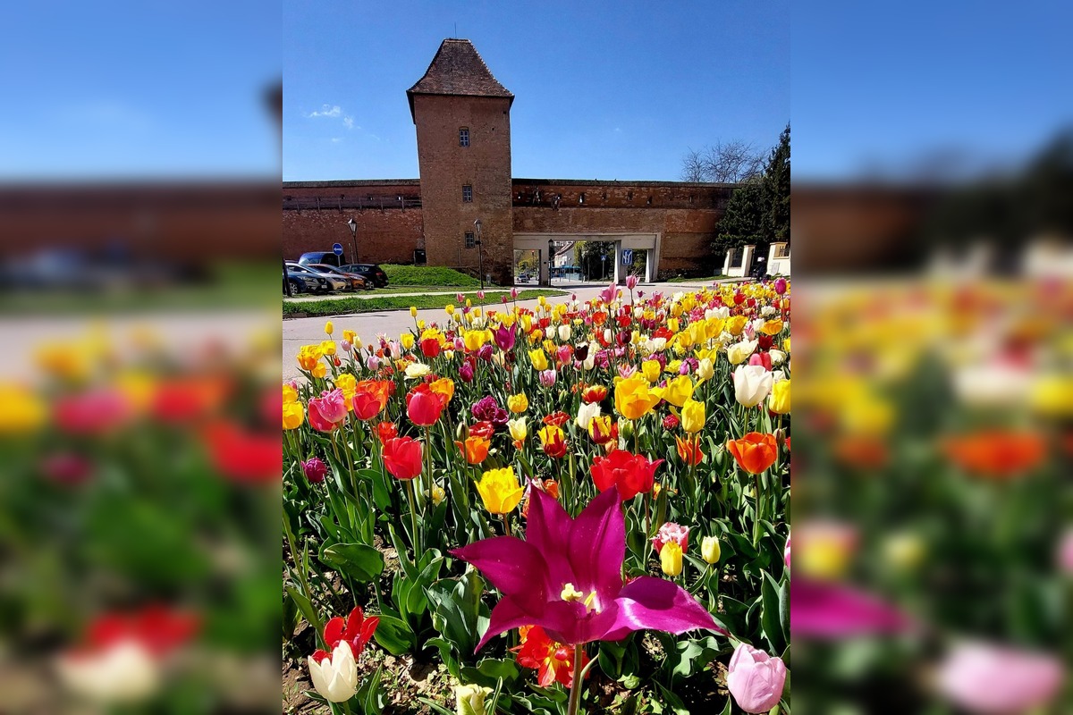 FOTO: Najpestrejší záhon na Slovensku je v Trnave, foto 11