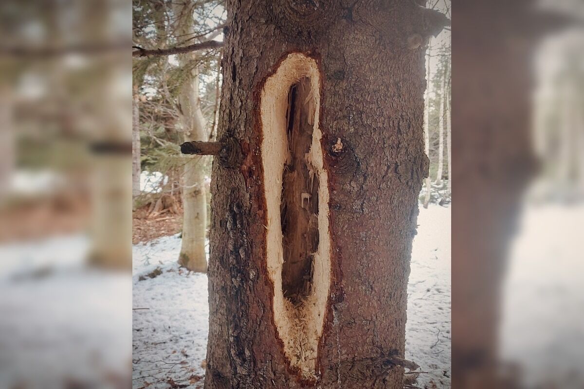 FOTO: Videli ste tie zvláštne diery v stromoch? Toto ich robí, foto 1