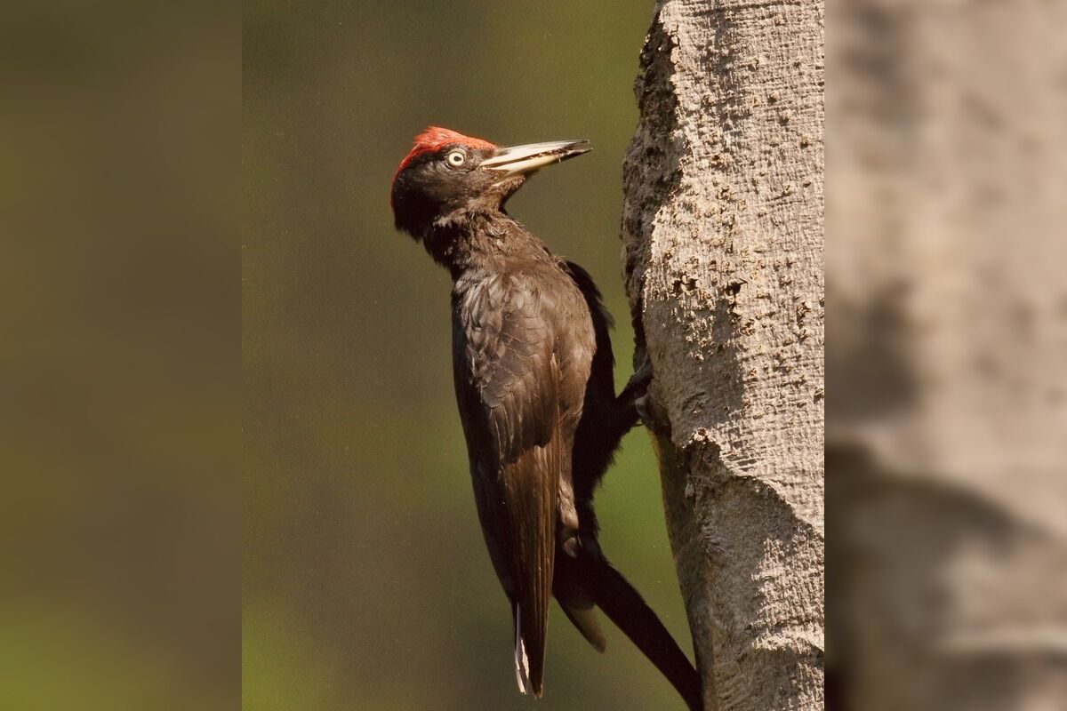 FOTO: Videli ste tie zvláštne diery v stromoch? Toto ich robí, foto 4