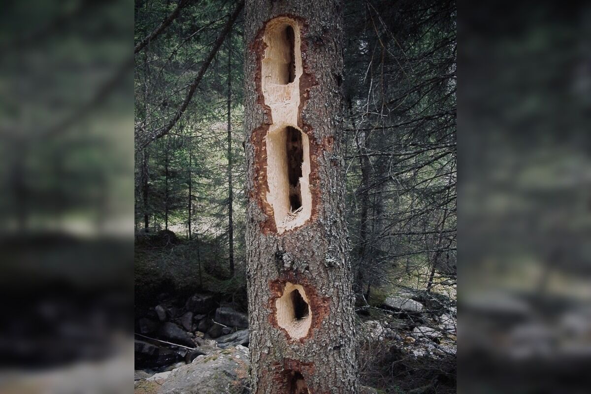FOTO: Videli ste tie zvláštne diery v stromoch? Toto ich robí, foto 5