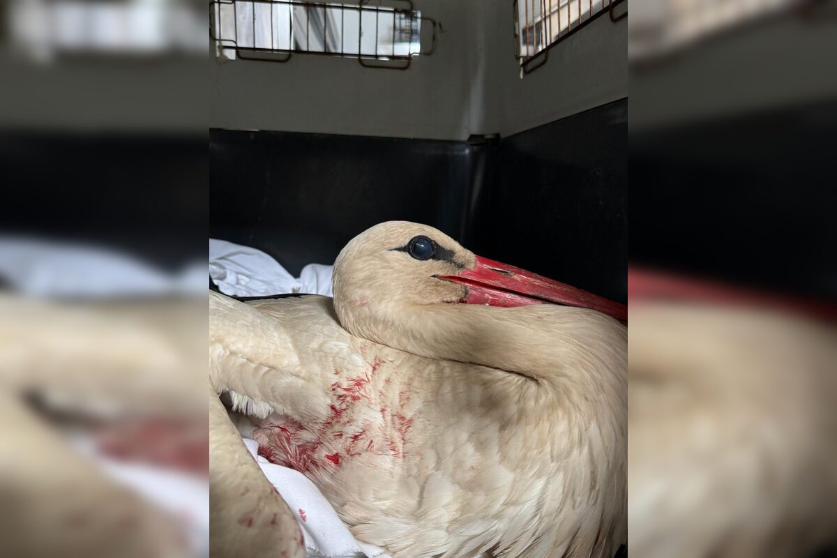 FOTO: Záchrana bociana v Lehniciach, foto 1