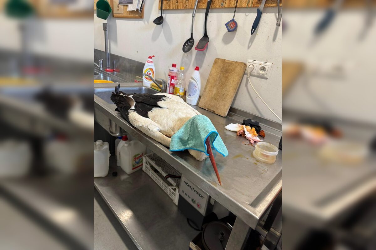 FOTO: Záchrana bociana v Lehniciach, foto 2