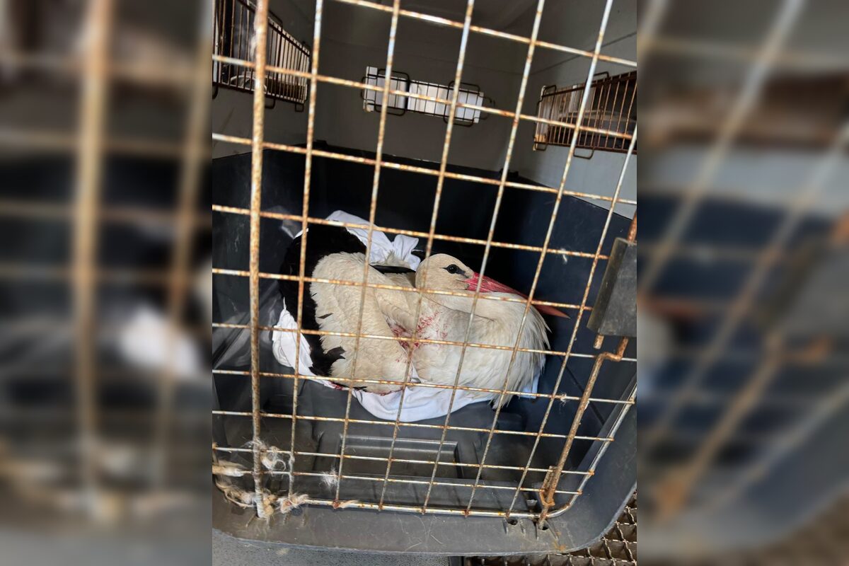 FOTO: Záchrana bociana v Lehniciach, foto 3