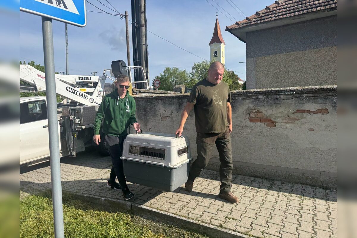 FOTO: Záchrana bociana v Lehniciach, foto 4