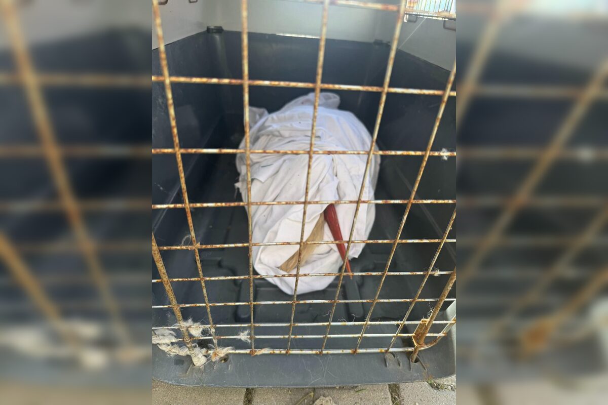 FOTO: Záchrana bociana v Lehniciach, foto 5