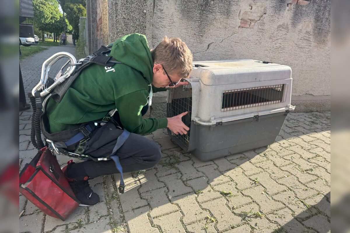 FOTO: Záchrana bociana v Lehniciach, foto 6