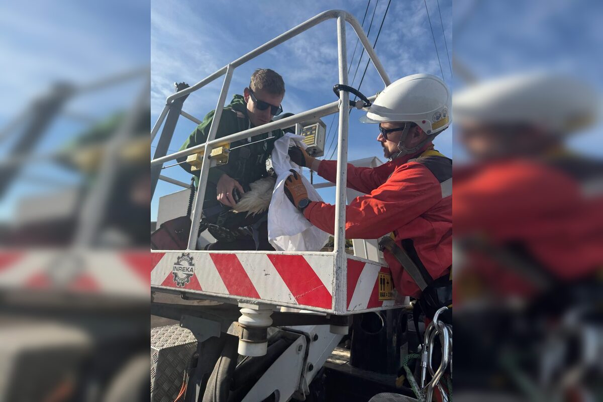 FOTO: Záchrana bociana v Lehniciach, foto 7