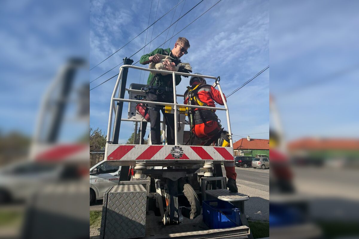 FOTO: Záchrana bociana v Lehniciach, foto 8