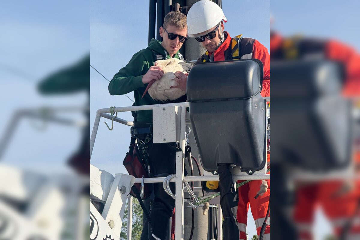 FOTO: Záchrana bociana v Lehniciach, foto 9